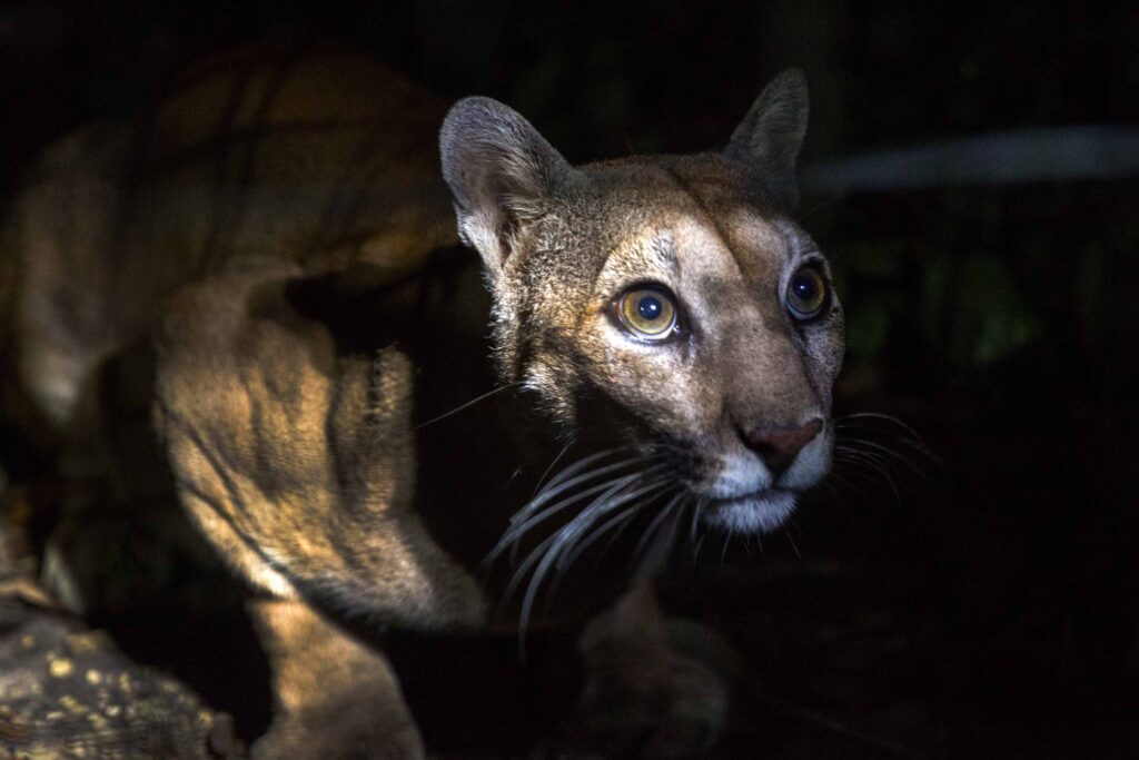 belize-zoo