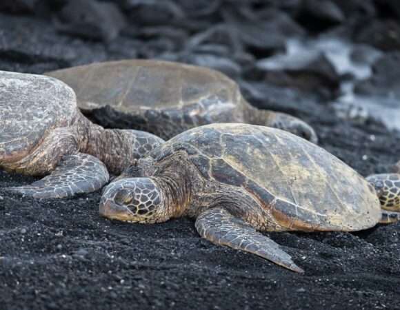 hawaii-sea-turtles-black-sand