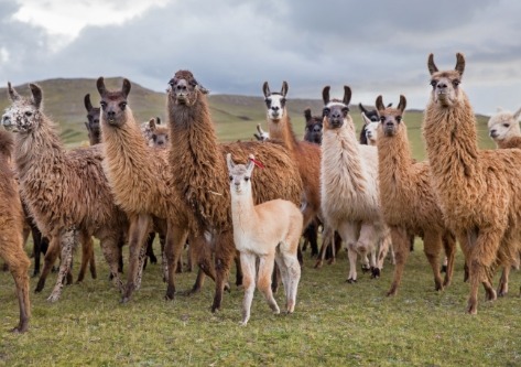 llamas-peru