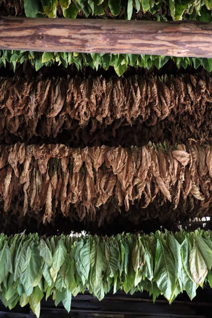 tobacco leaves drying