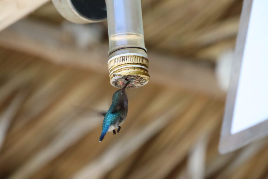 zunzun hummingbird feeding at feeder