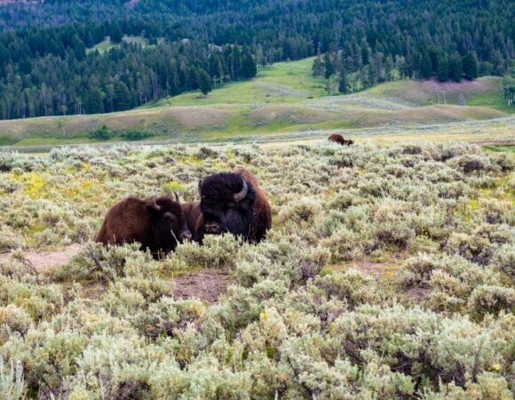 2025-Putney-yellowstone_3