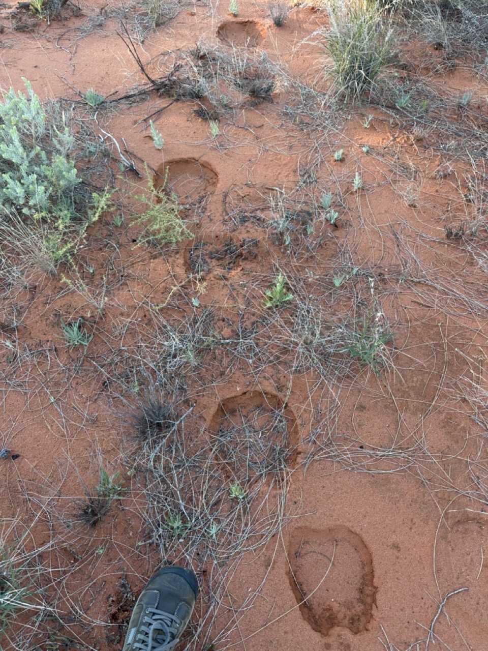 Camel tracks in red dirt