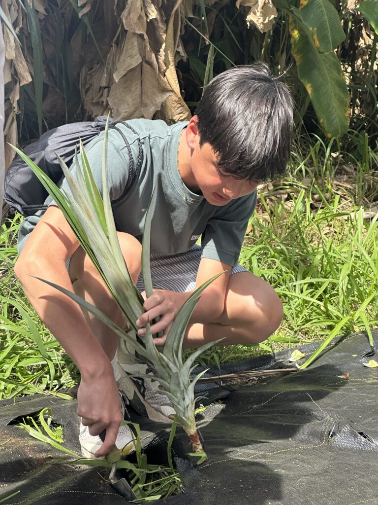 Student leans over spikey plant and cuts it from the root