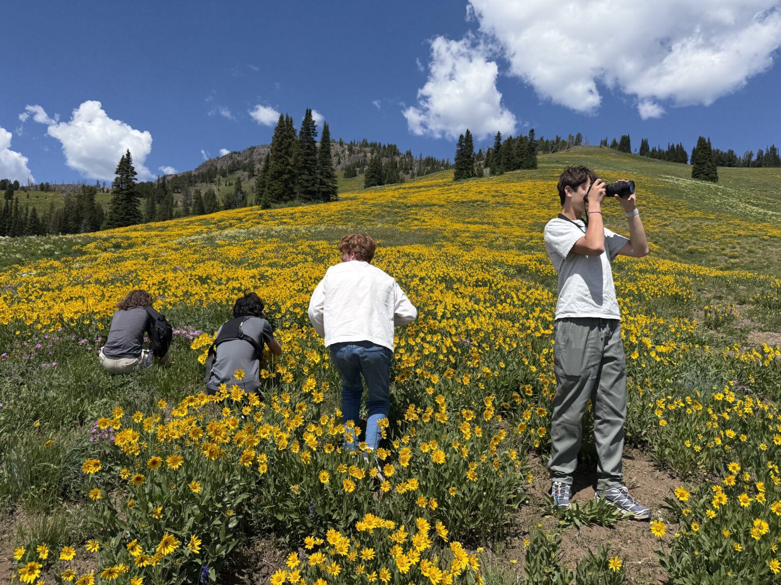 Students stand in a lush field of yellow flowers taking photographs with cameras 