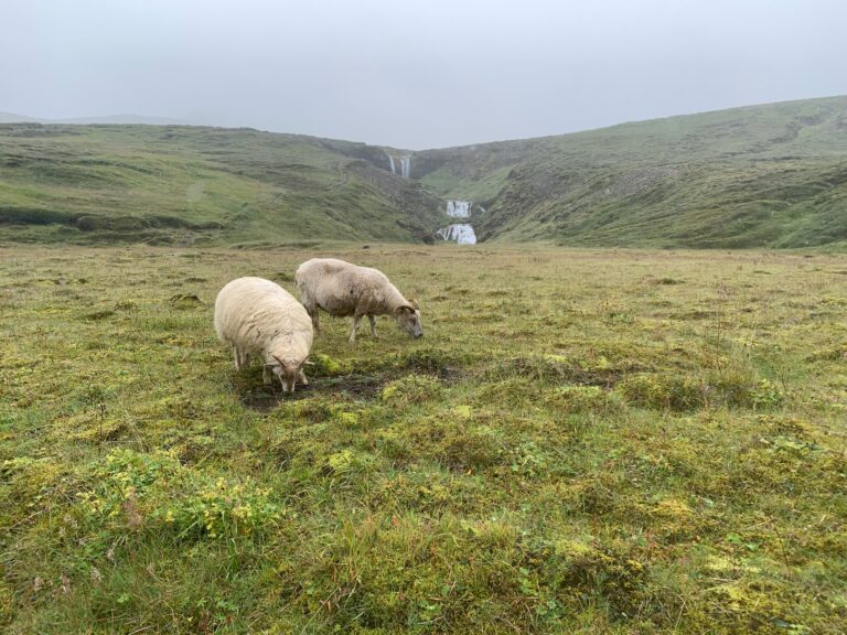 Two white sheep graze in green field