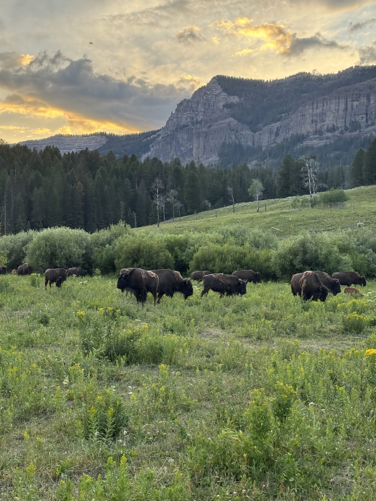 Photograph of bison herd in the Outback in grassy mountains at sunset