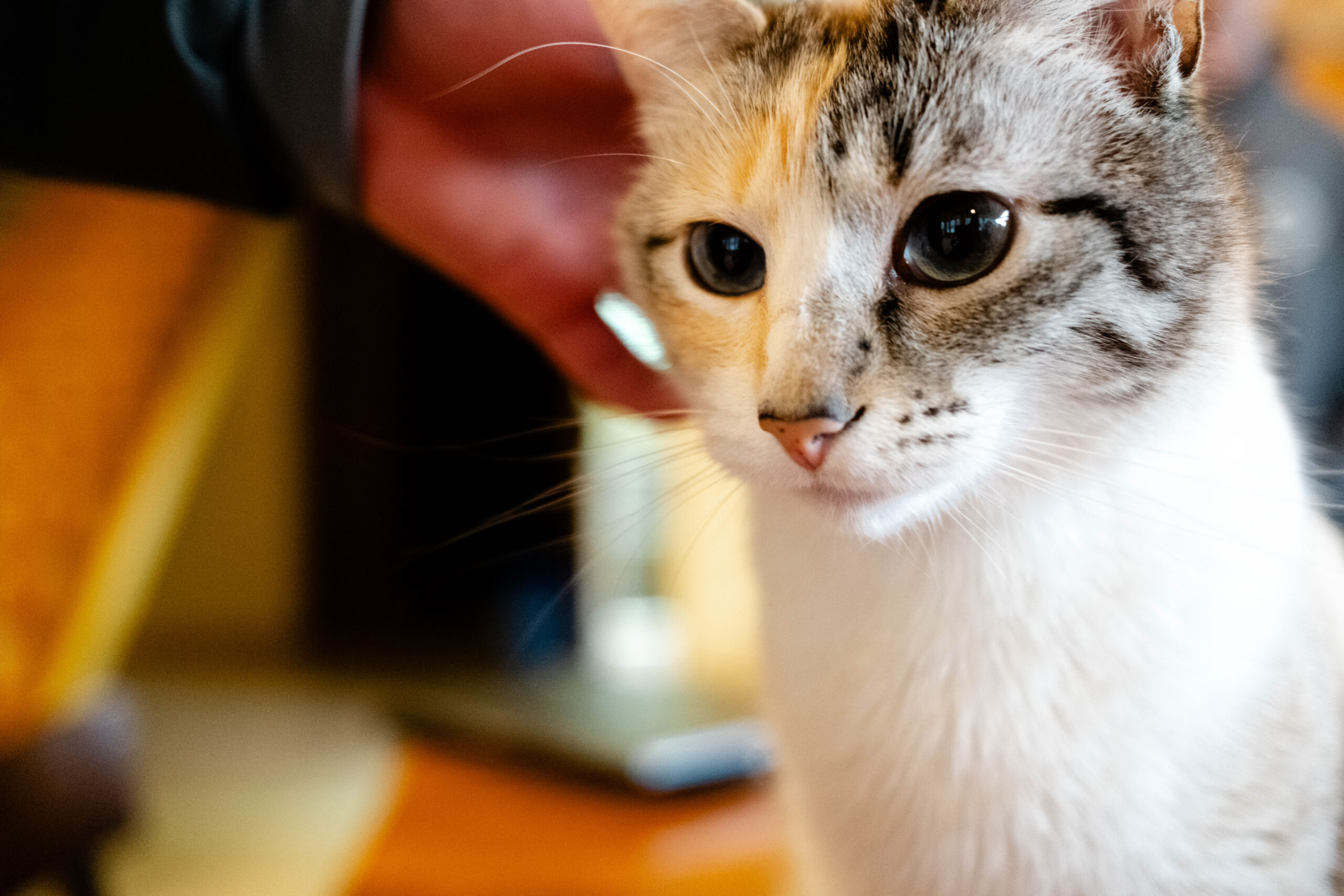 White and grey cat