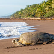 sea turtle in costa rica