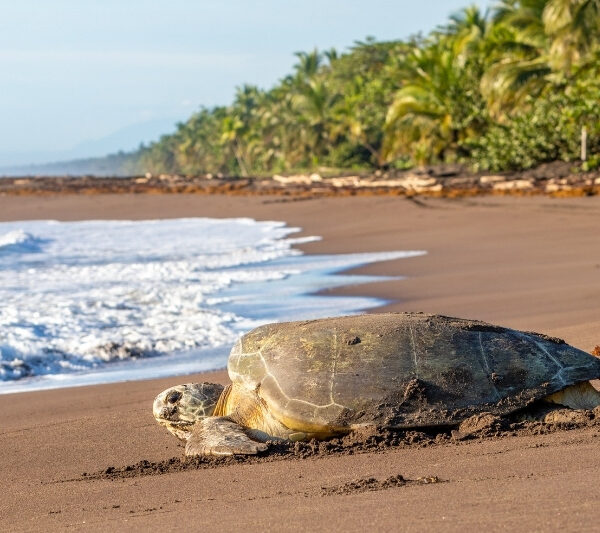 sea turtle in costa rica