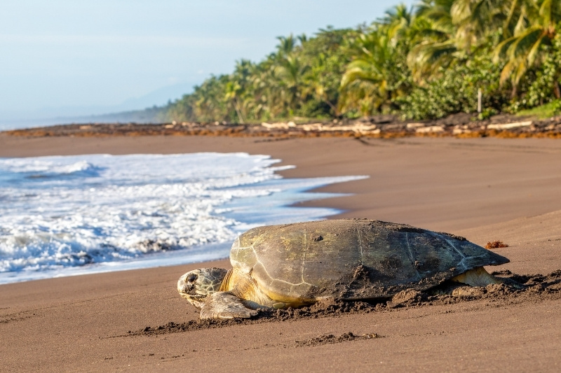 sea turtle in costa rica