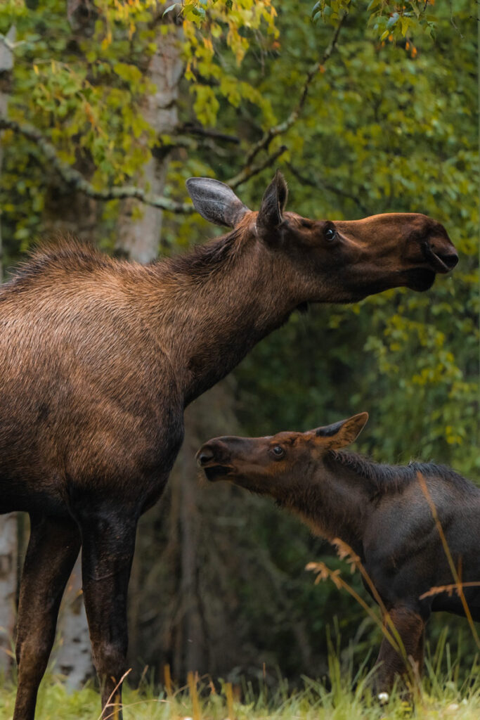 putney-middle-school-alaska_8