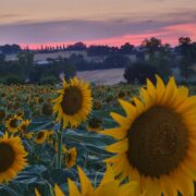 Image of sunflowers with sunset and landscape of green hills in background