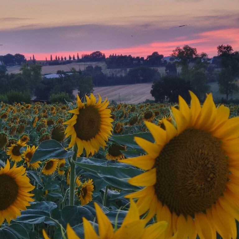 Image of sunflowers with sunset and landscape of green hills in background