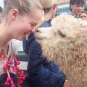Smiling student goes nose to nose with a white Llama