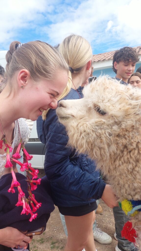 Smiling student goes nose to nose with a white Llama