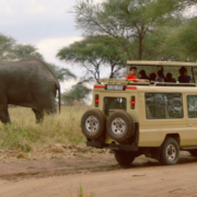 Safari car of students passes an elephant in Tanzania