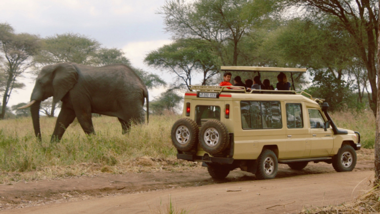 Safari car of students passes an elephant in Tanzania