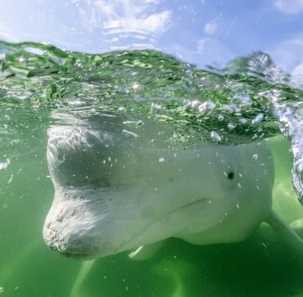 Featured Photo - Beluga