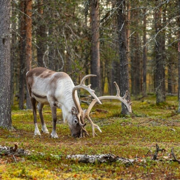 featured-reindeer-in-lapland