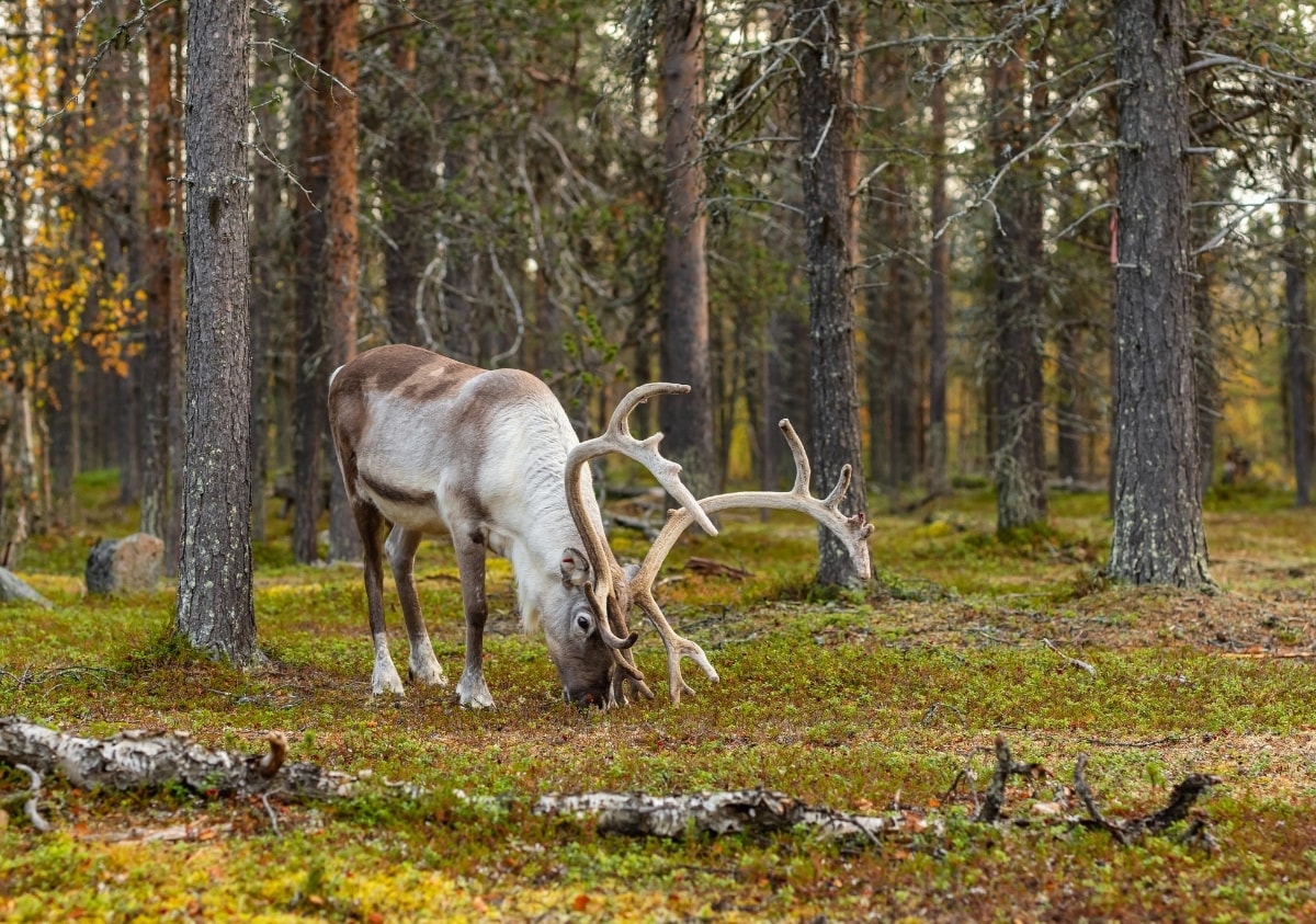 Finland